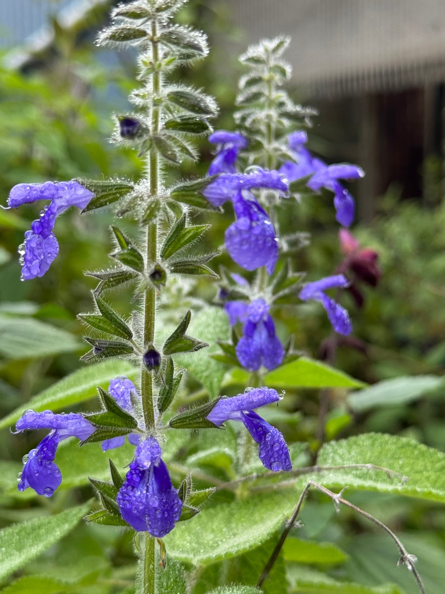 Salvia urica 'Gil Barlow'