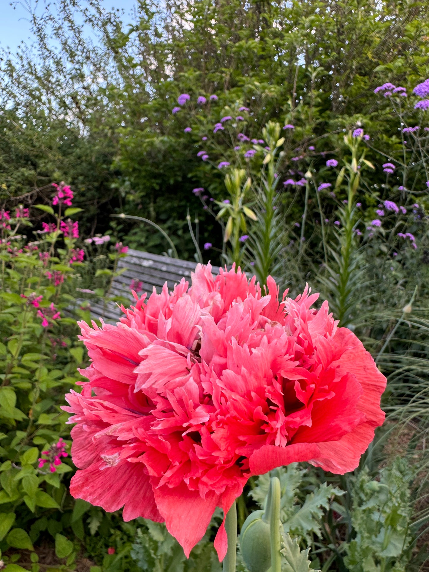 Peony Poppy Seeds