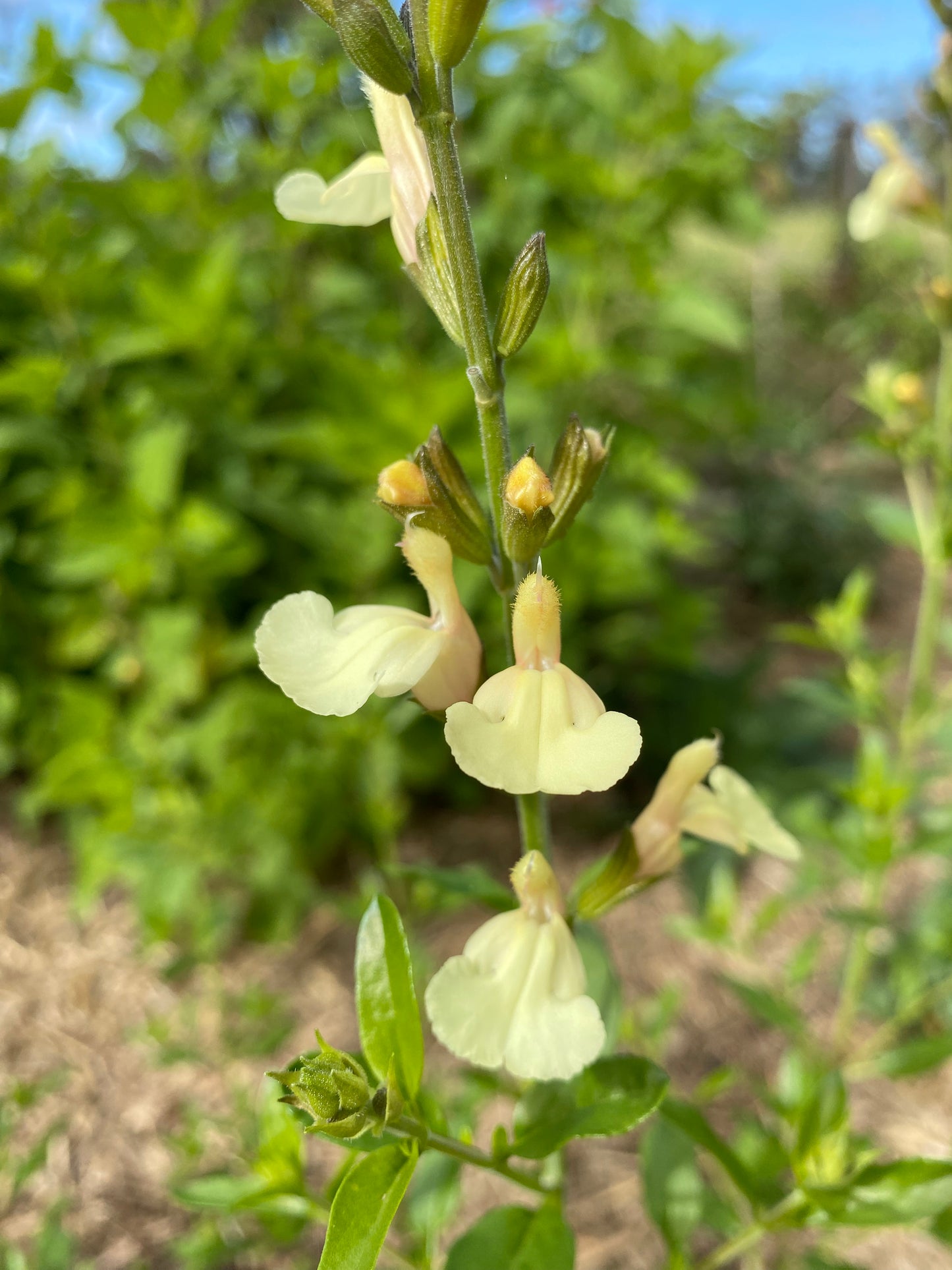 Salvia microphylla 'Iced Lemon'