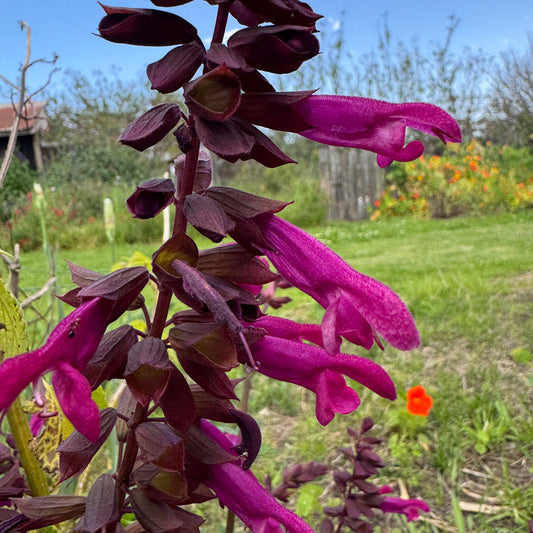 Salvia 'Strawberry Lake'