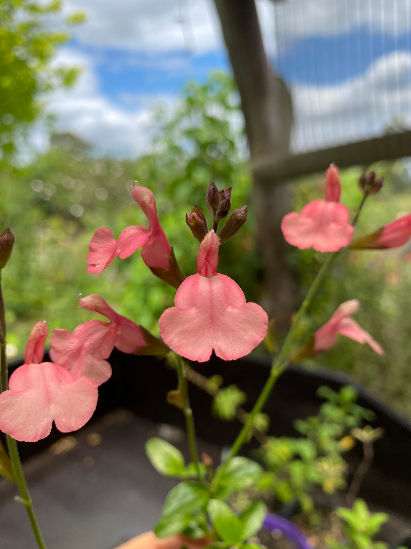 Salvia Sensation