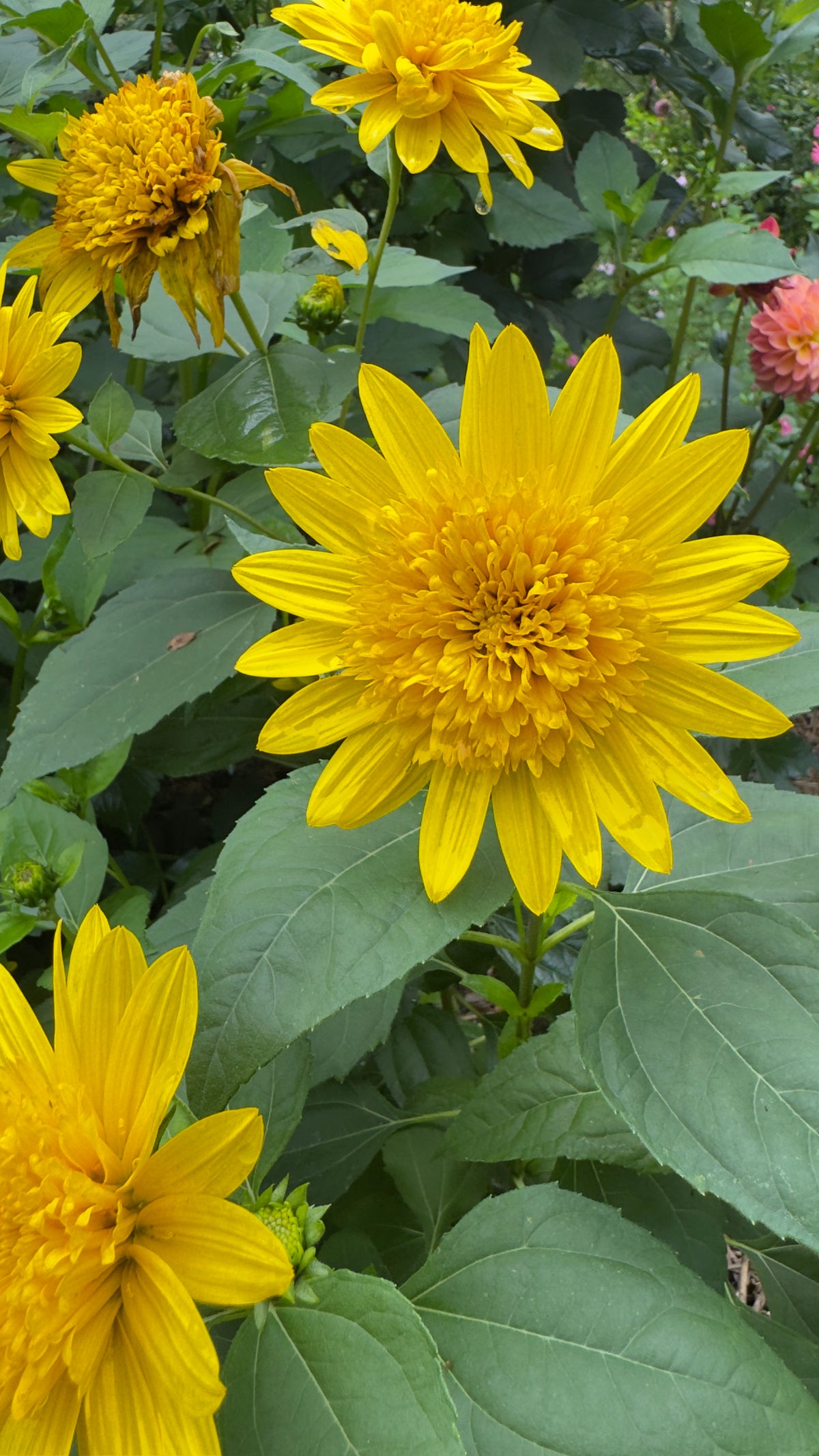 Helianthus 'Loddon Gold'
