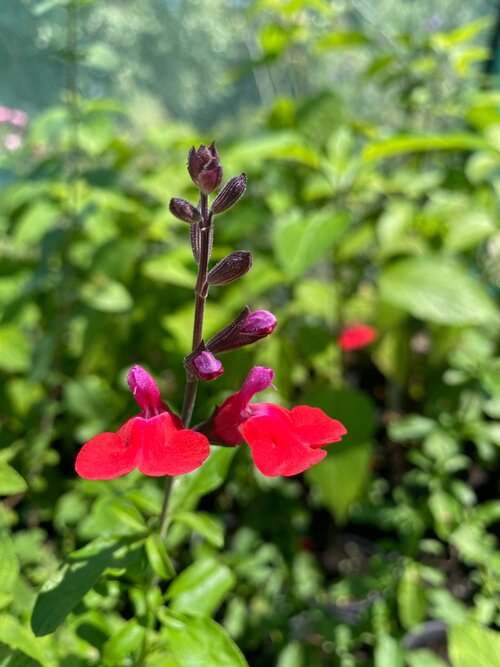 Salvia greggii 'Adrianas Jewel'