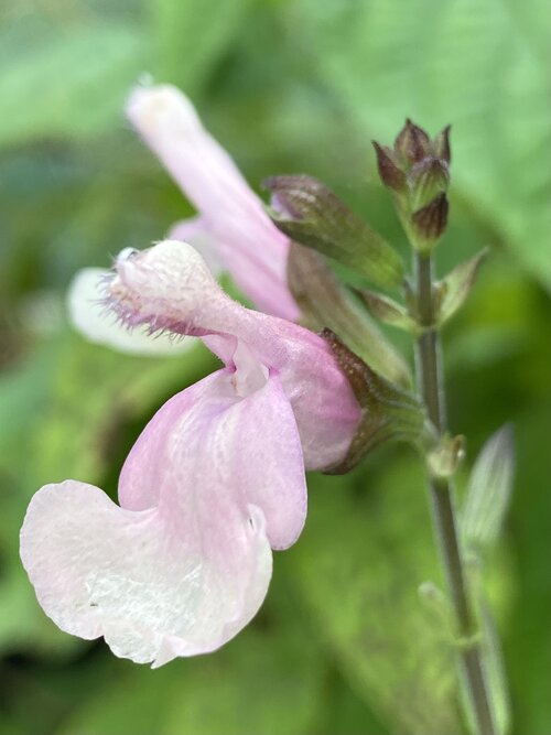 Salvia 'Lara'