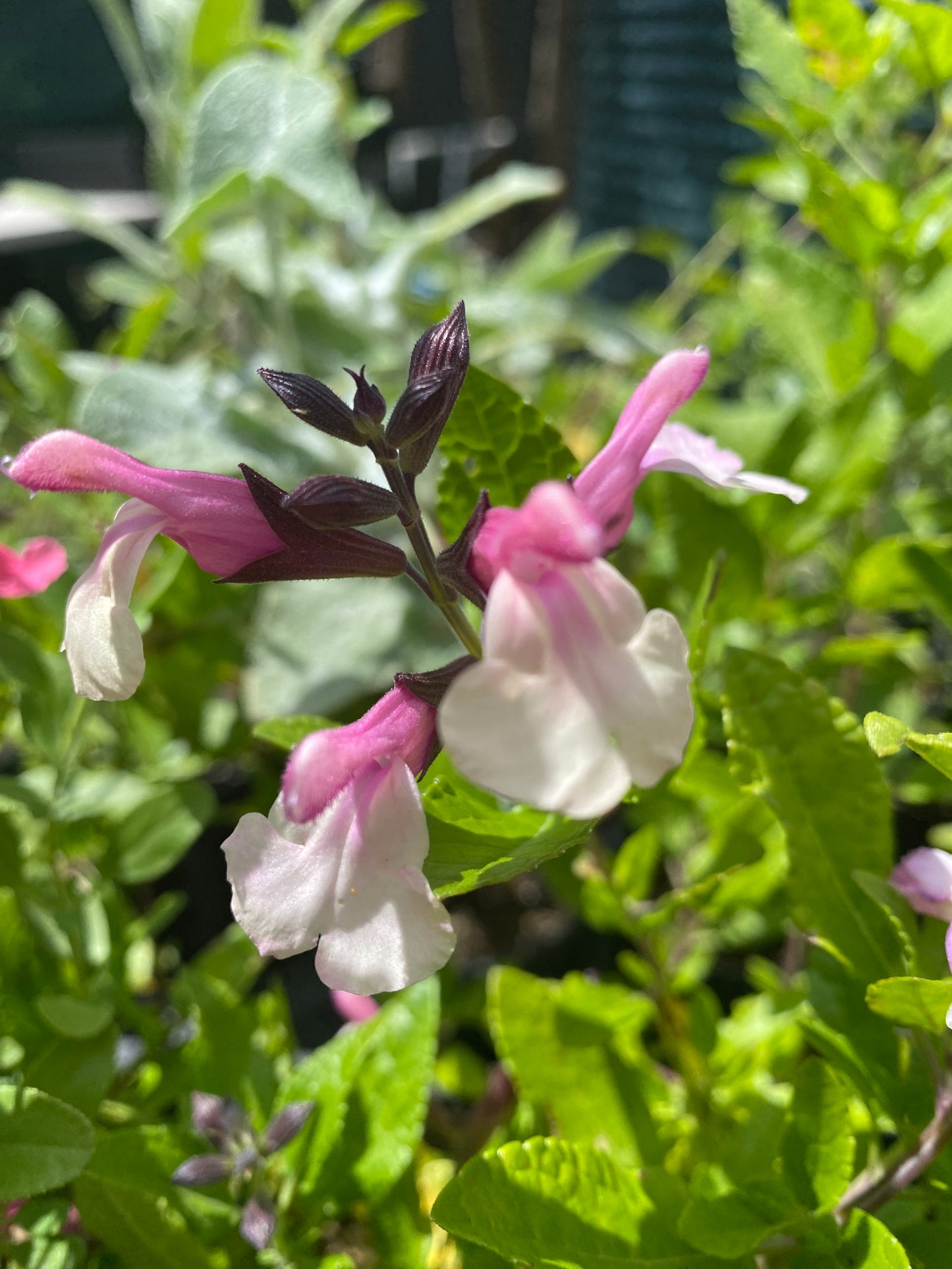 Salvia microphylla 'Sweet Laura'