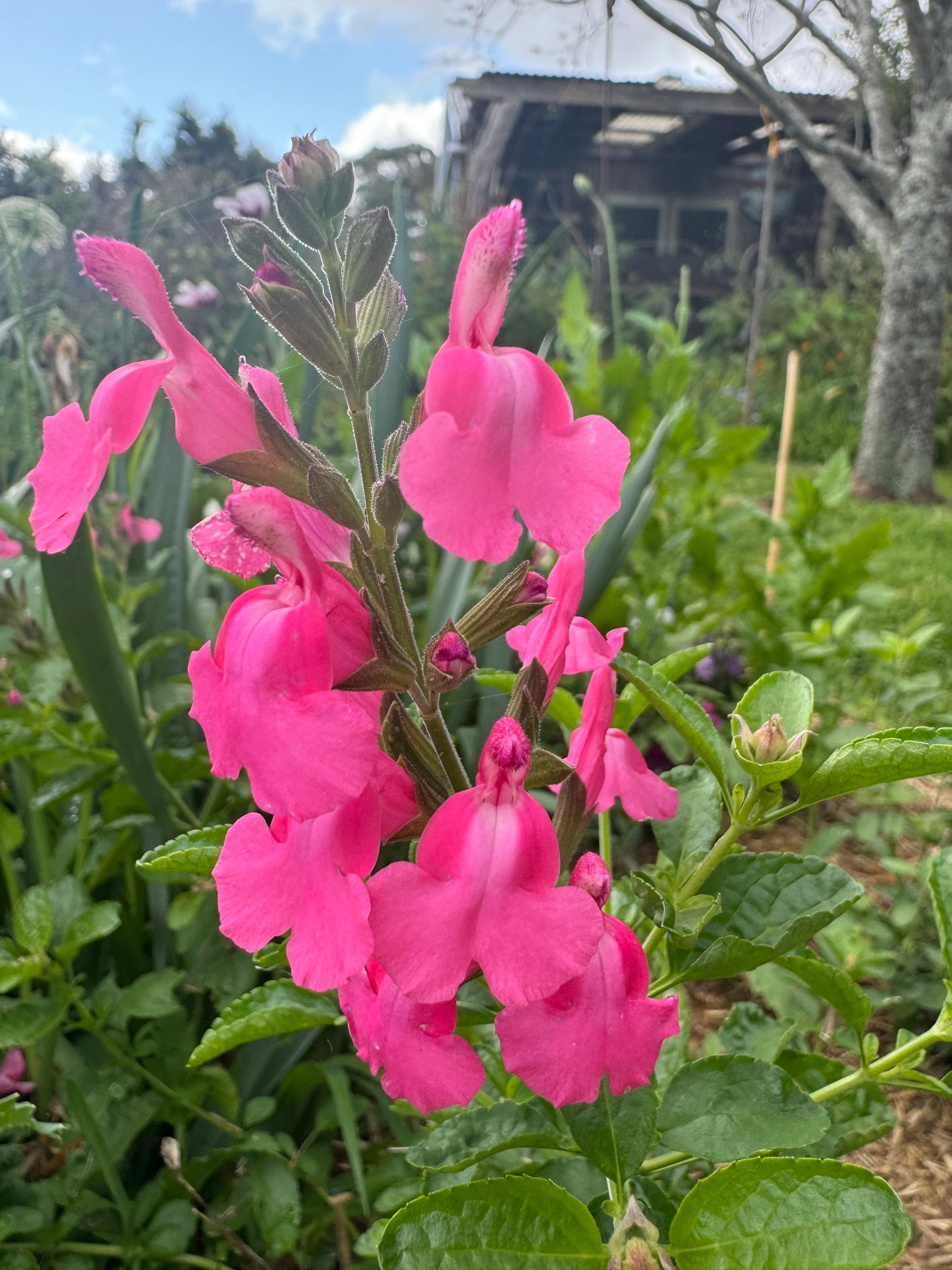 Salvia 'Tutti Frutti'