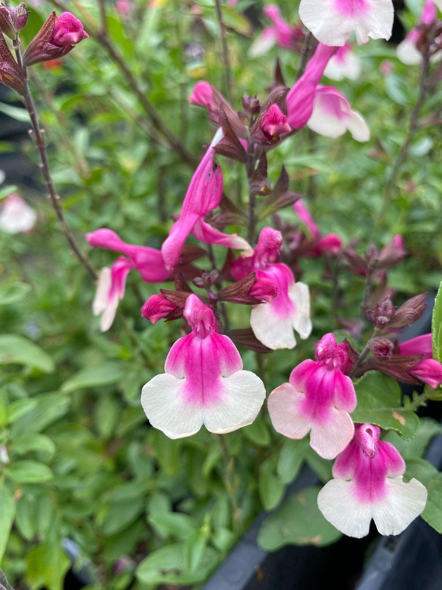 Salvia 'Mirage Rose Bicolor'