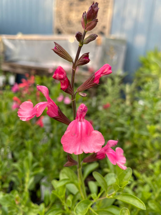 Salvia Sierra Pink