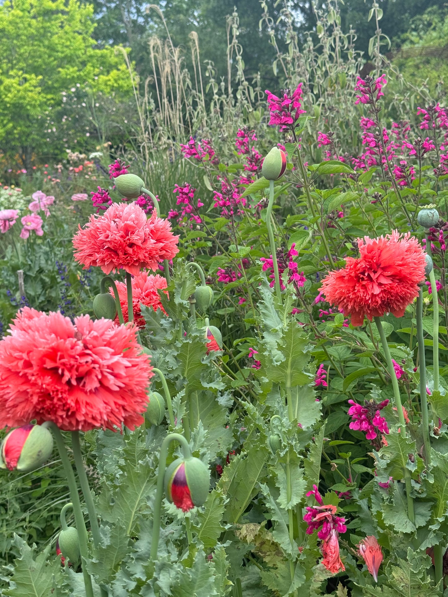 Peony Poppy Seeds