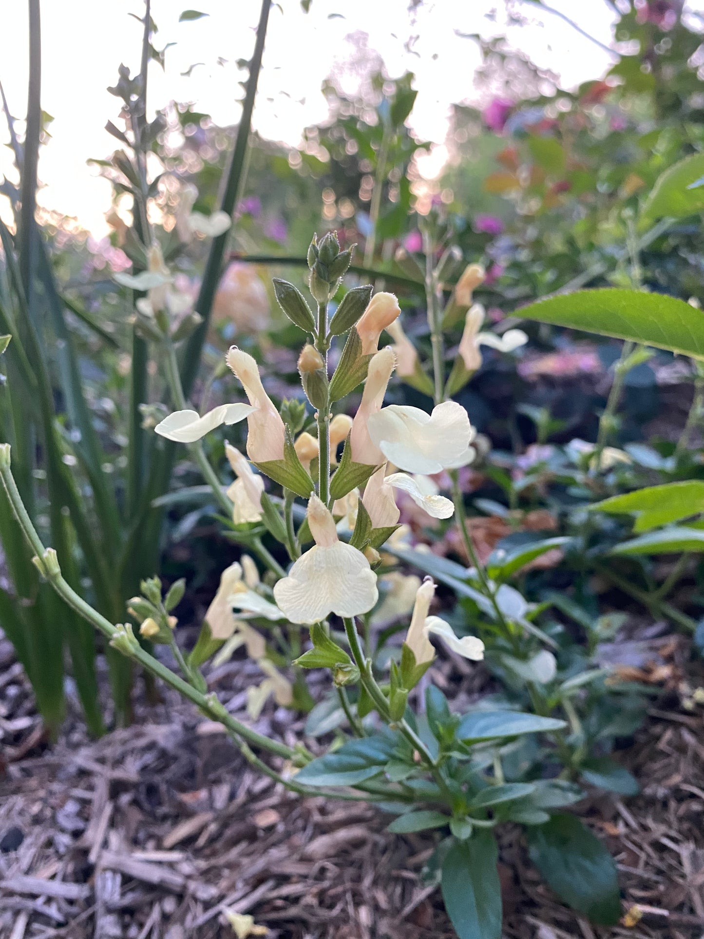 Salvia x jamensis 'White Gold'
