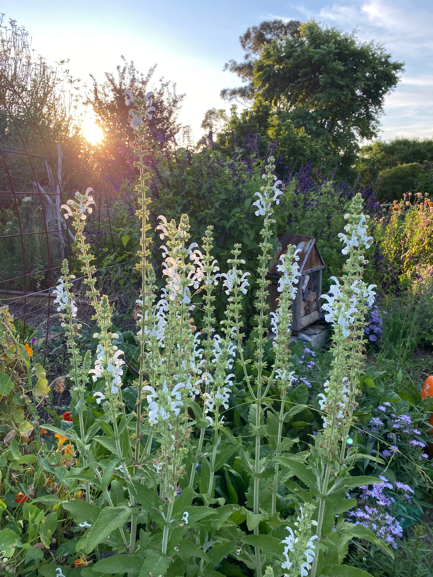 Salvia Radula