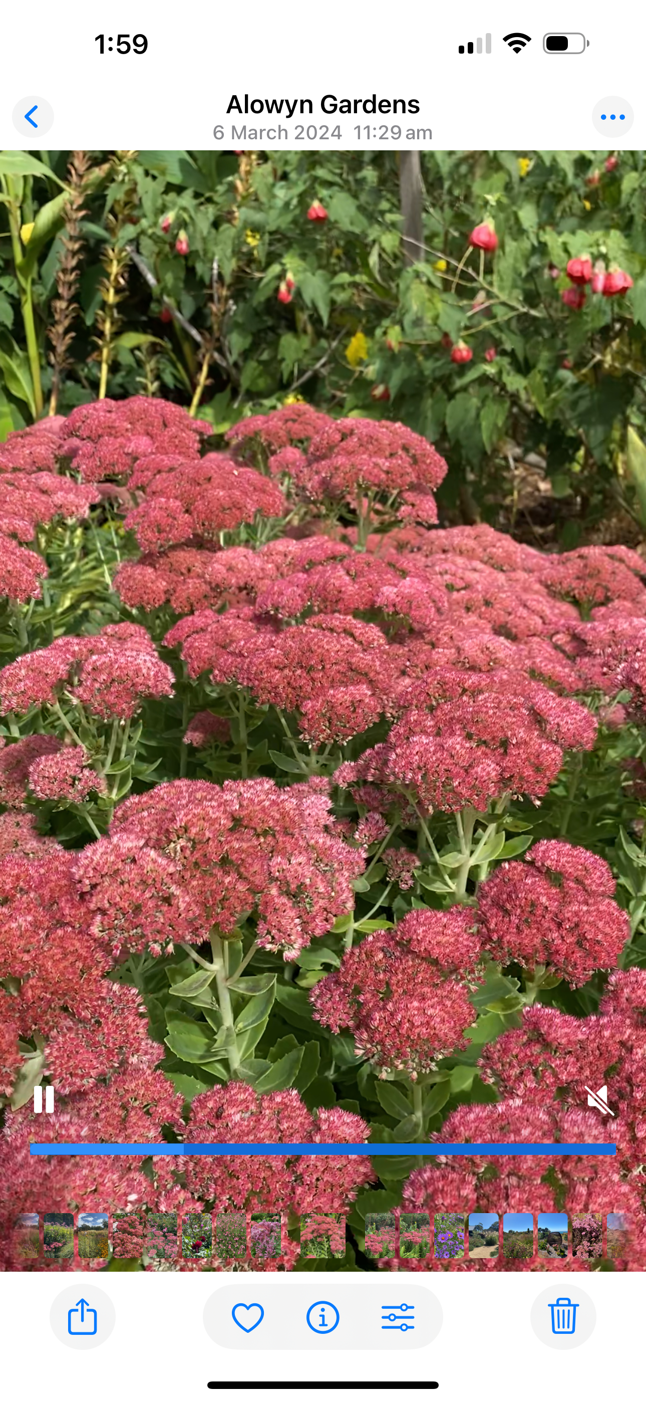 Sedum 'Autumn Joy'