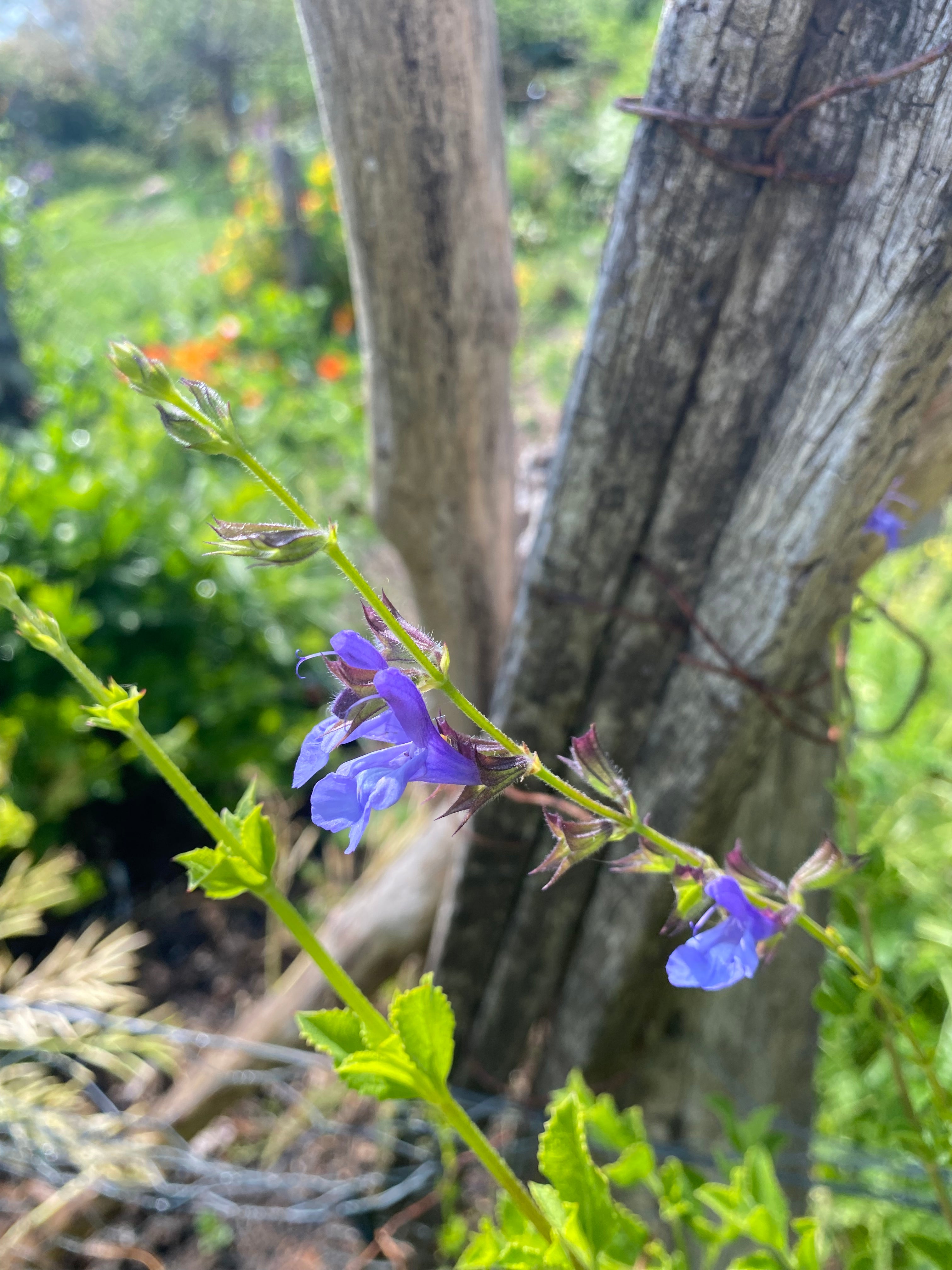 salvia African Sky – Parkersperennials