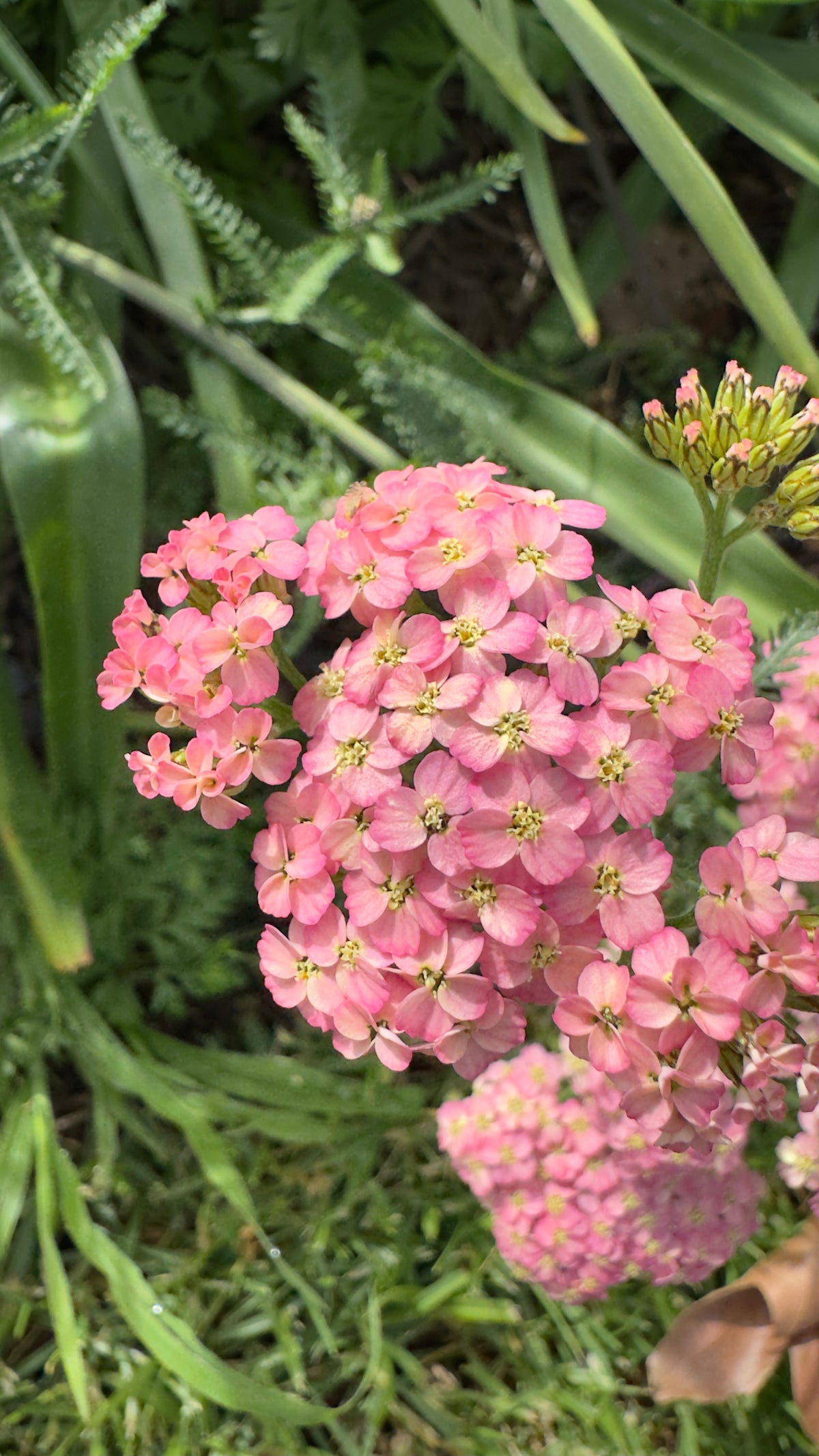 Achillea pink