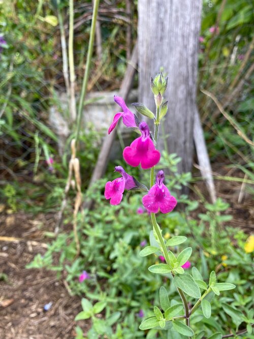 Salvia mexican bandit