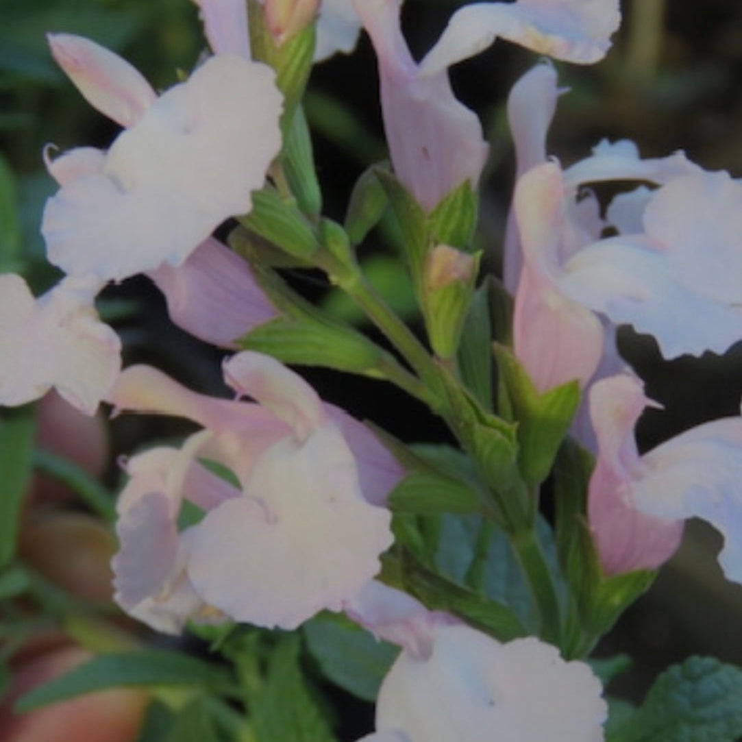 Salvia 'Powder Puff'