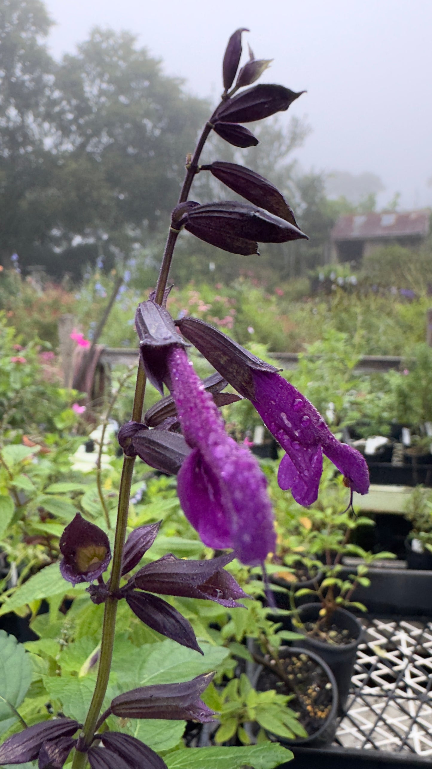 Salvia Bodacious ‘Smokey Jazz’