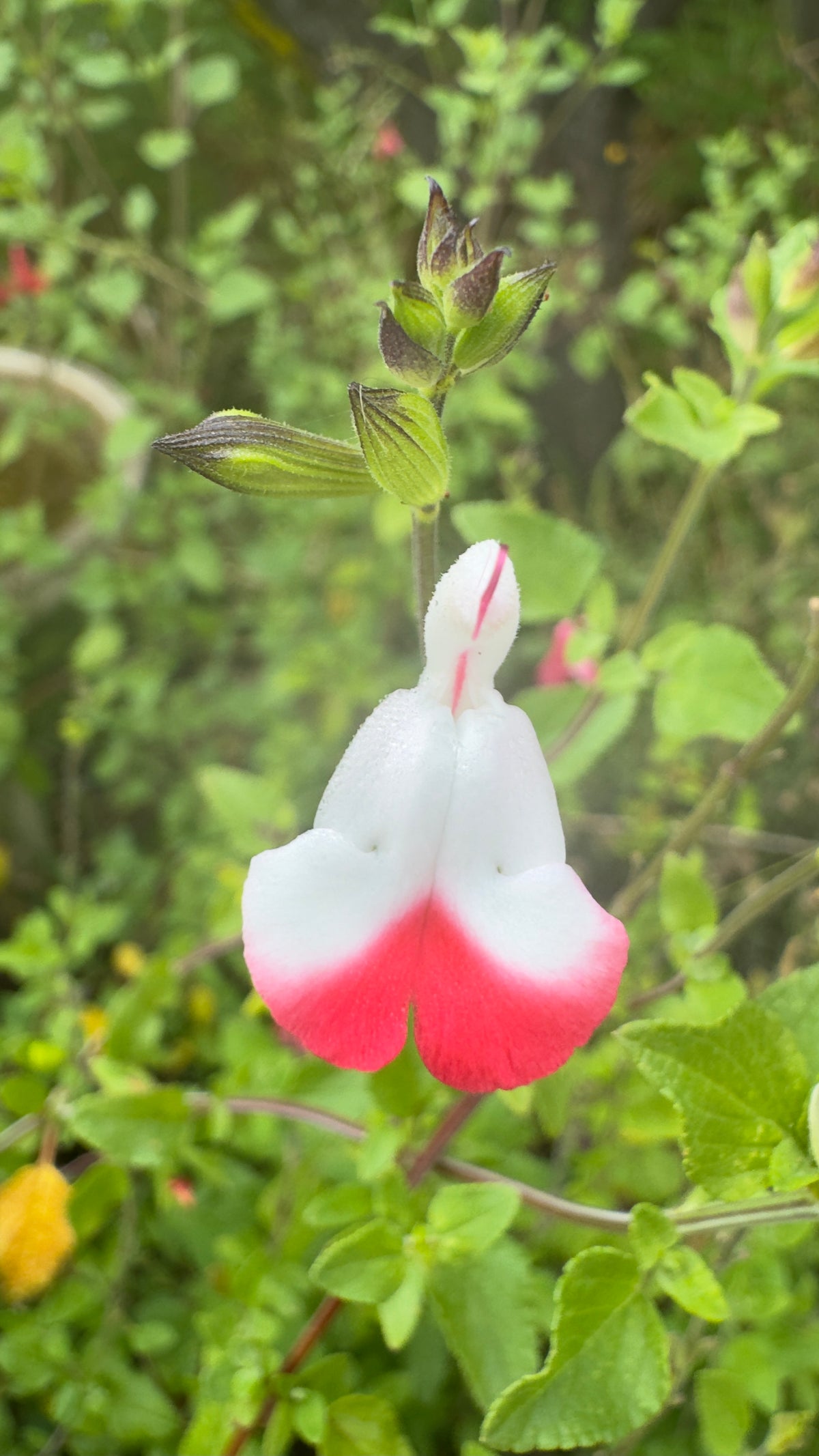 Salvia microphylla ‘Hot Iips'