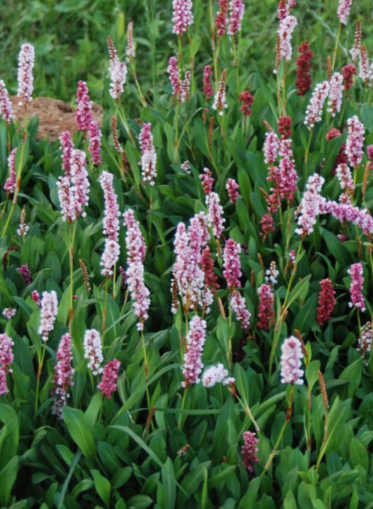 Persicaria affinis 'Dimity'