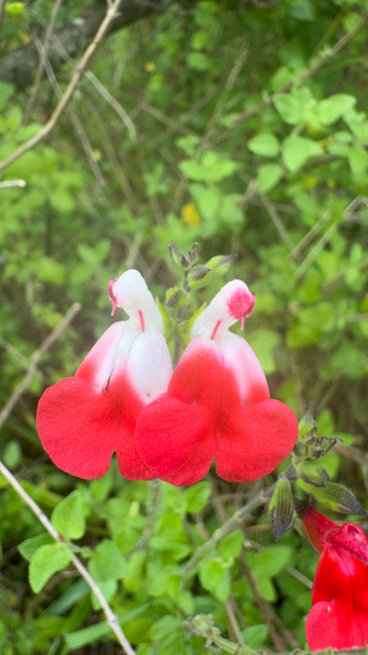 Salvia microphylla ‘Hot Iips'