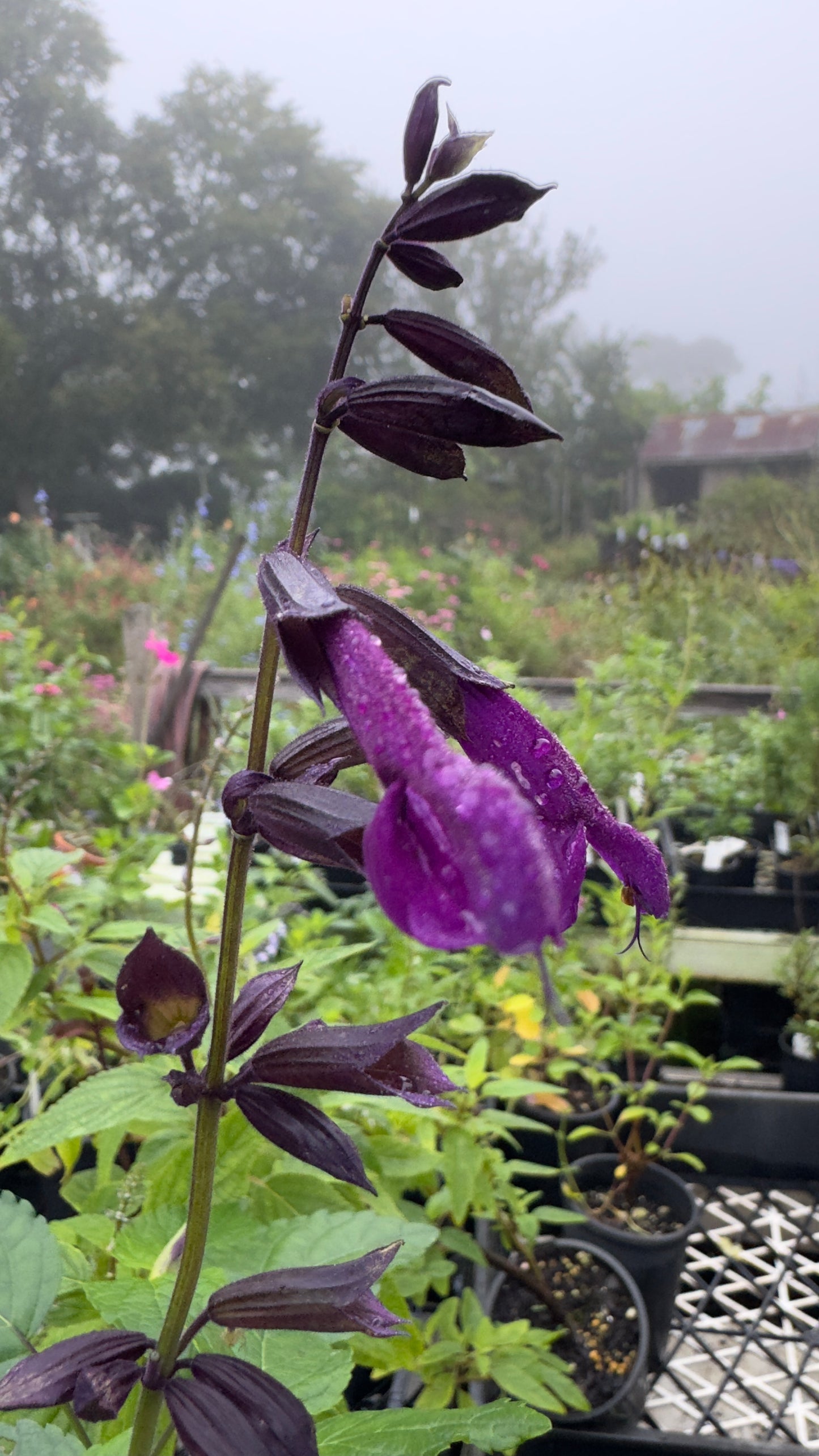 Salvia Bodacious ‘Smokey Jazz’