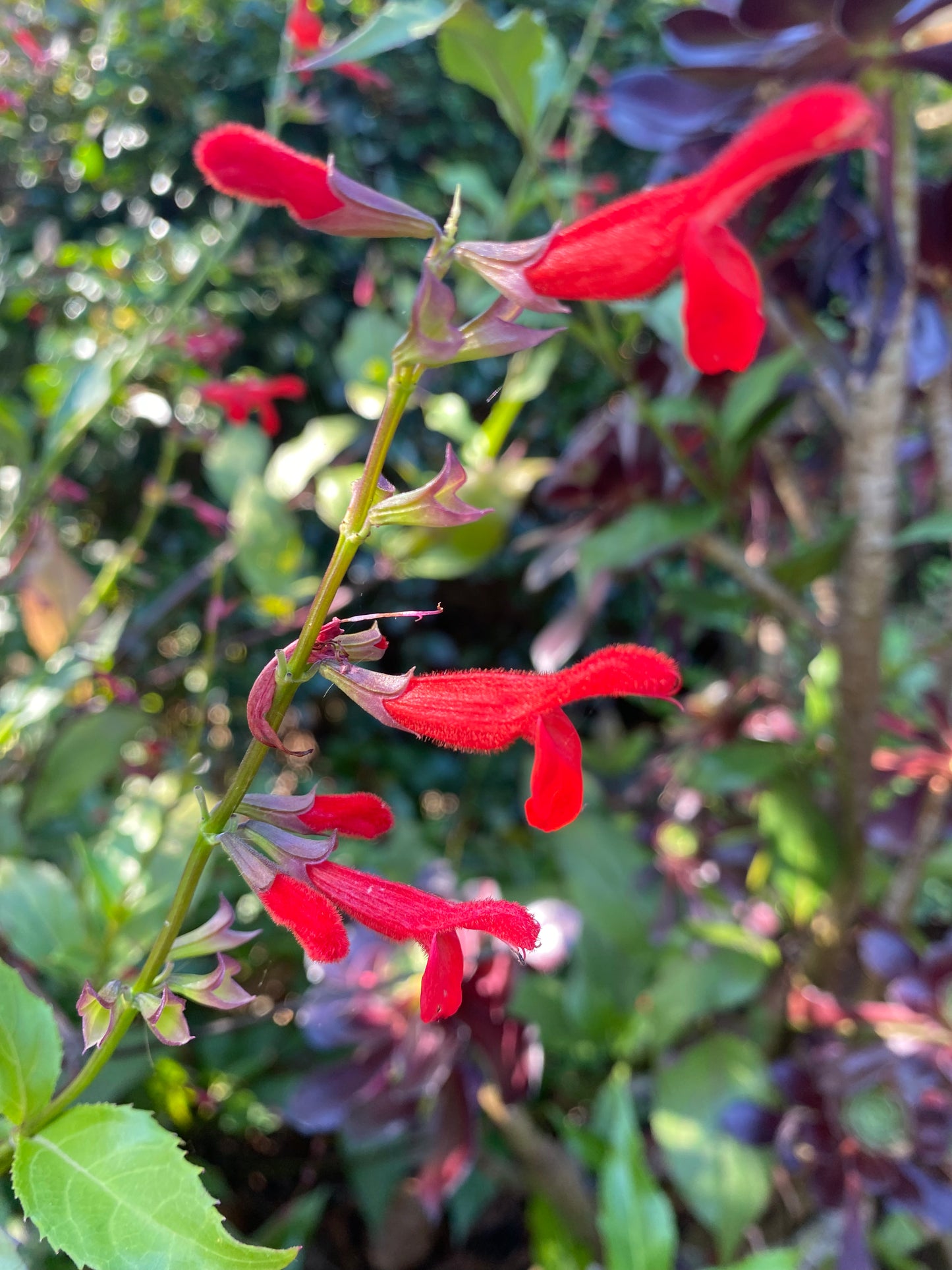 Salvia miniata