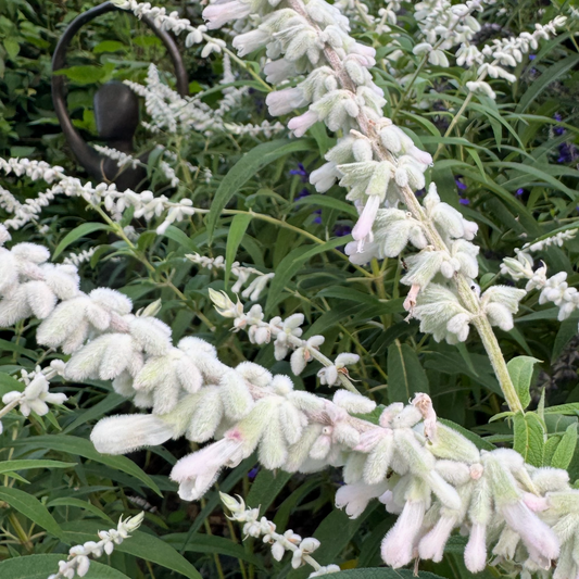 Salvia leucantha 'White Velour'