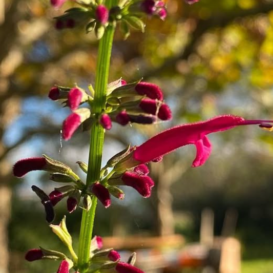 Salvia elegans purple