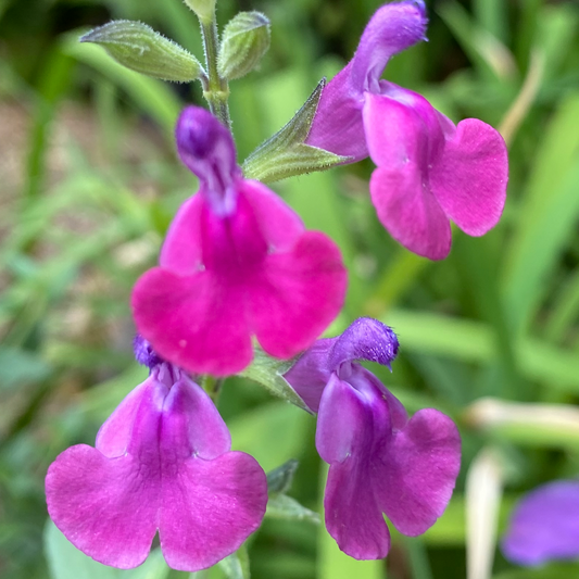 Salvia greggii x microphylla mexican bandit
