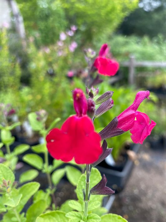 Salvia greggii 'Sierra Red'