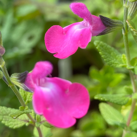 Salvia 'Merrilyn'