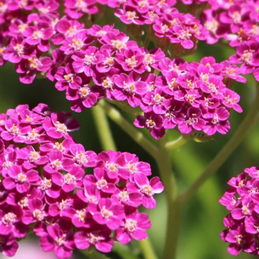 Achillea millefolium 'Cerise Queen'