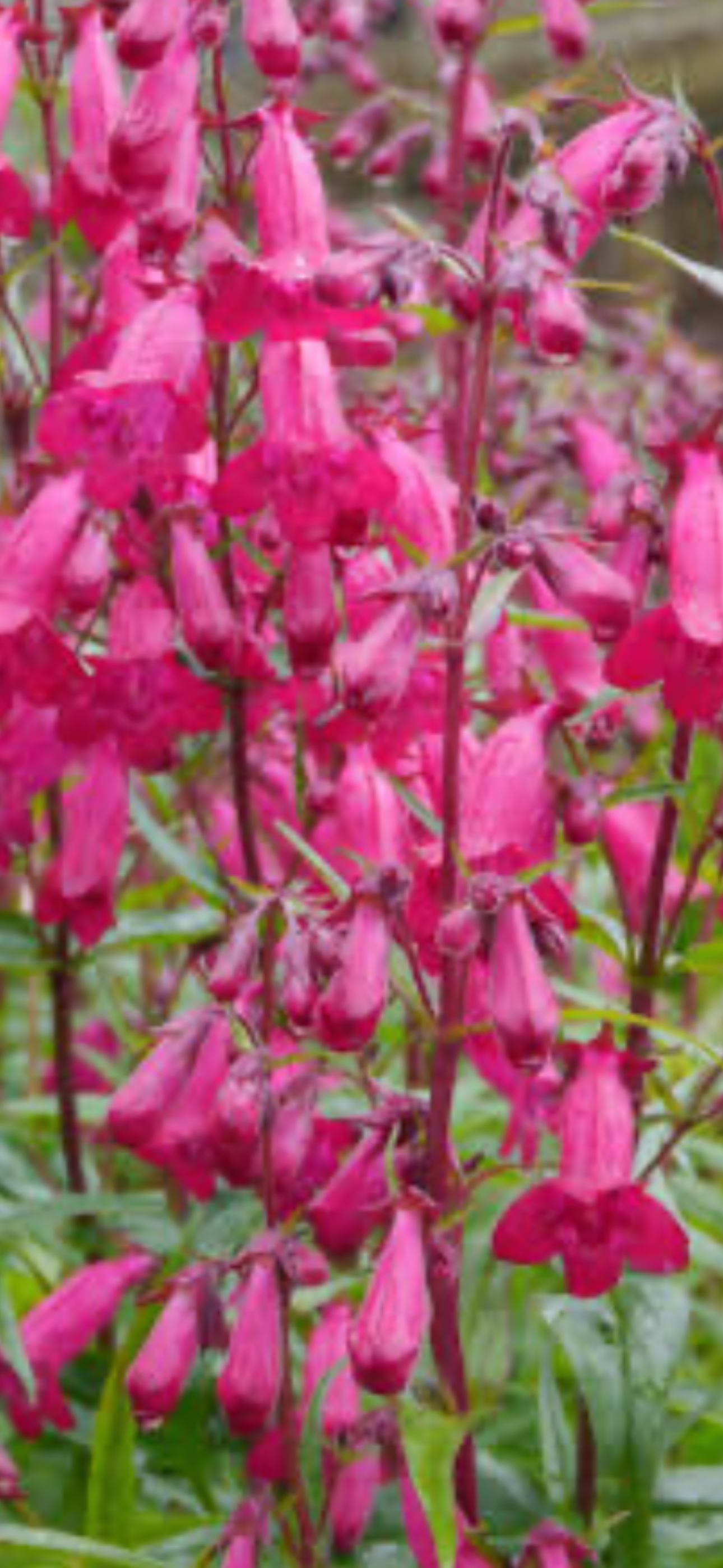 Penstemon 'Garnet