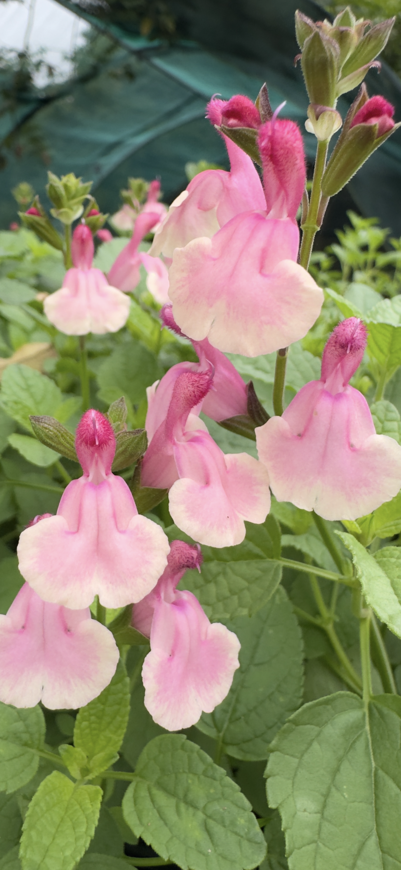 Salvia ‘Eureka’