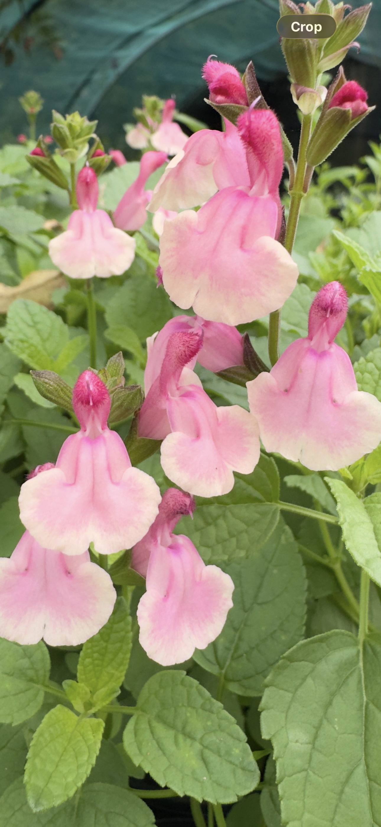 Salvia ‘Eureka’