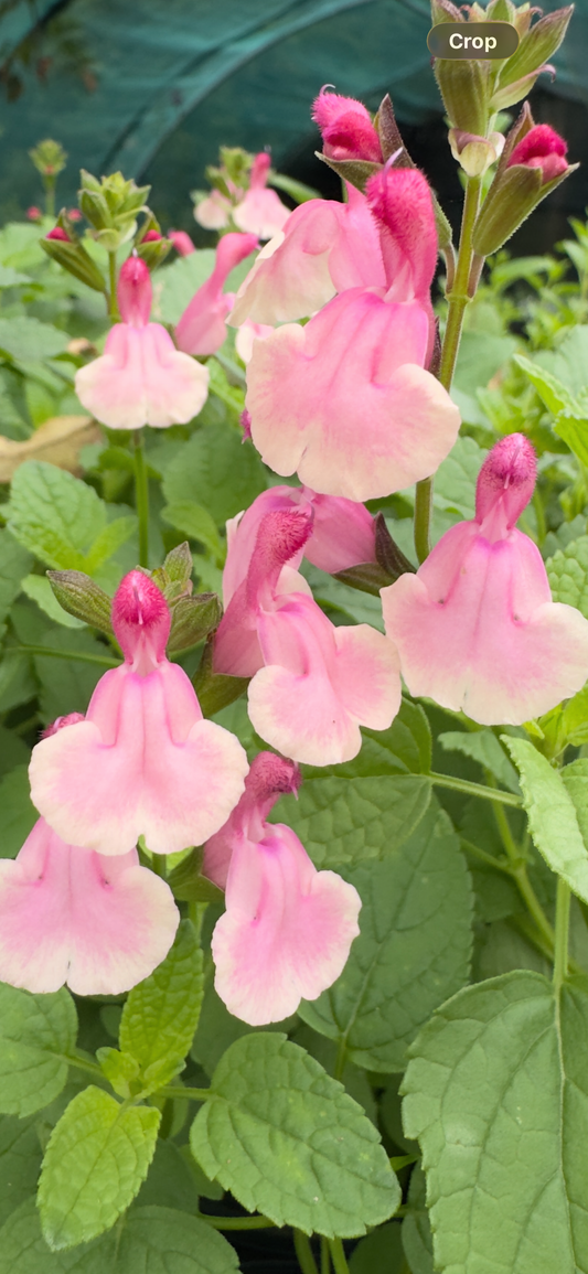Salvia ‘Eureka’