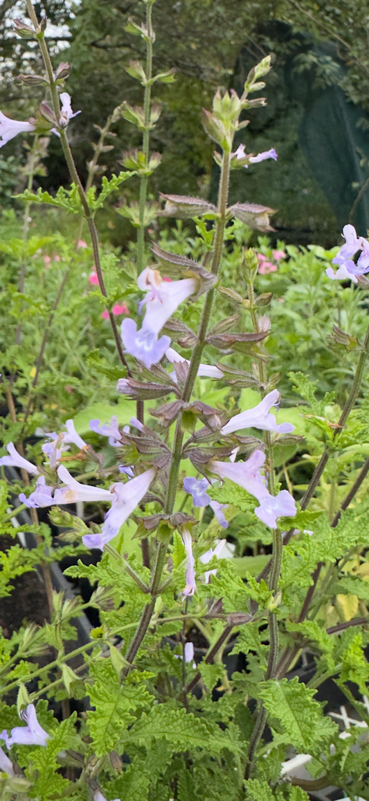 Salvia 'Boundary Creek'