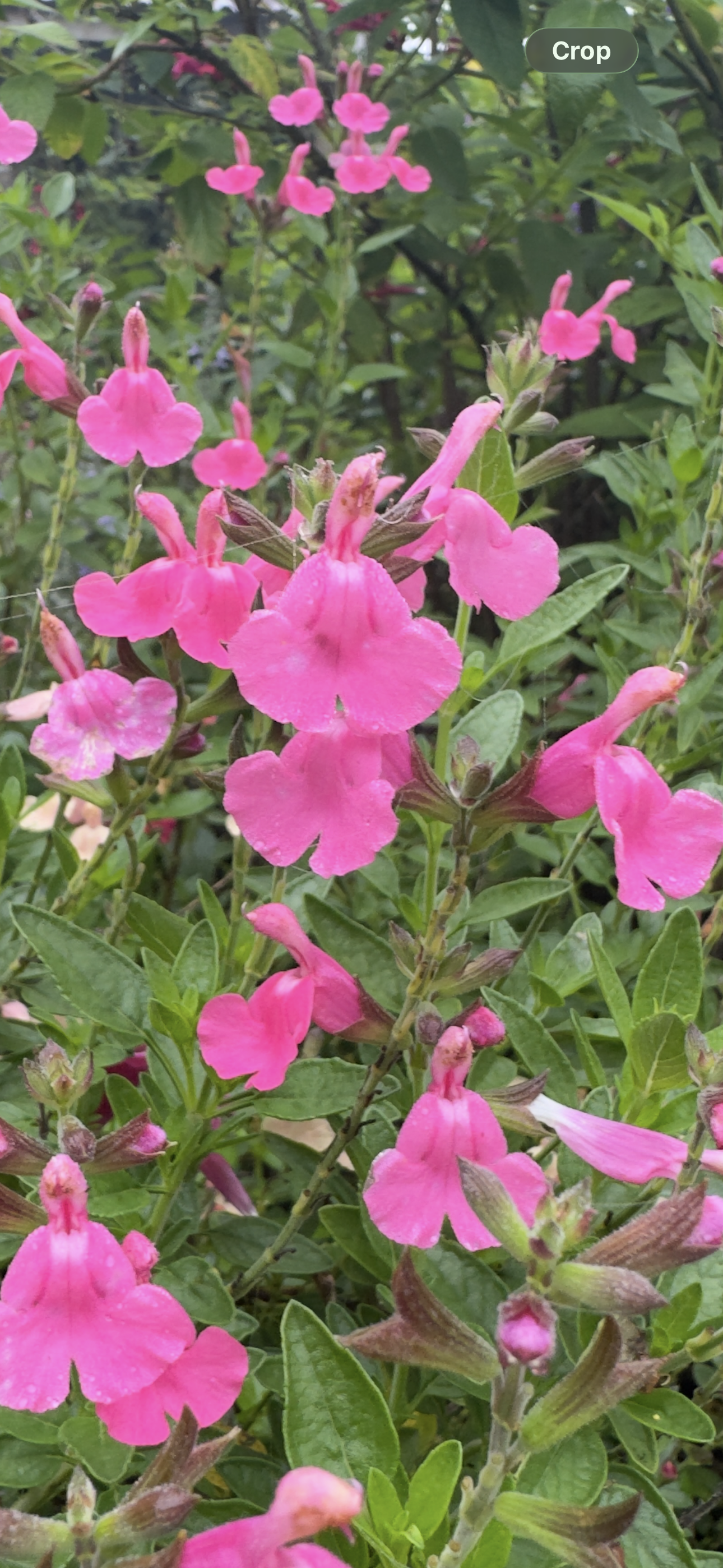 Salvia microphylla 'Flare'