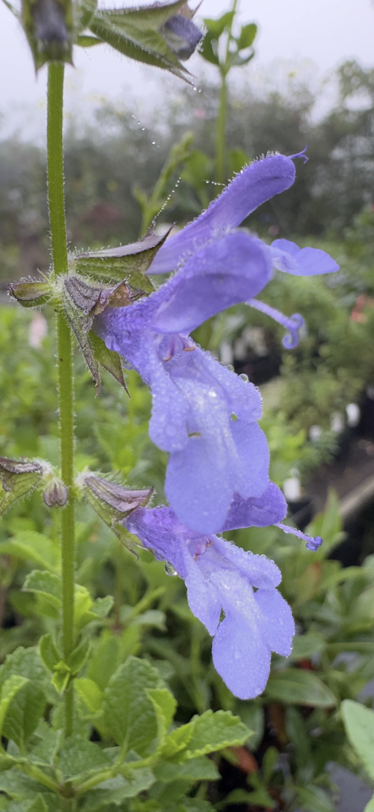 salvia African Sky
