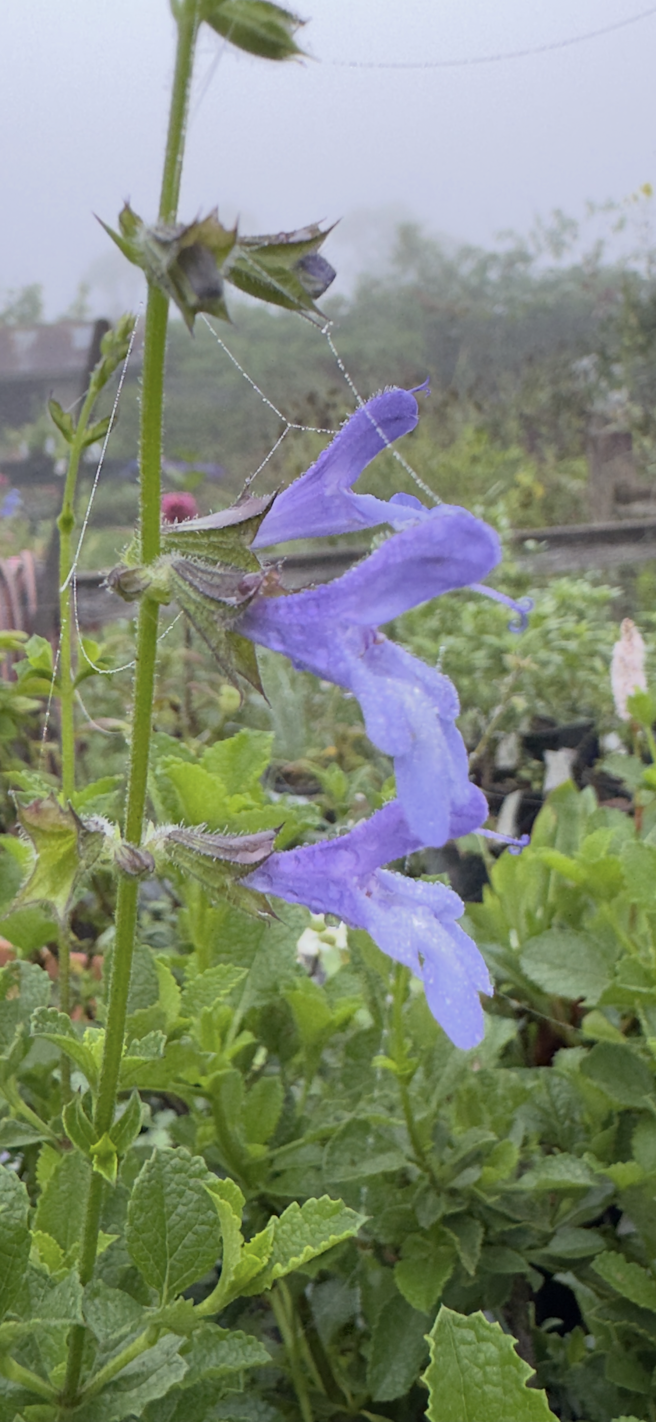 salvia African Sky