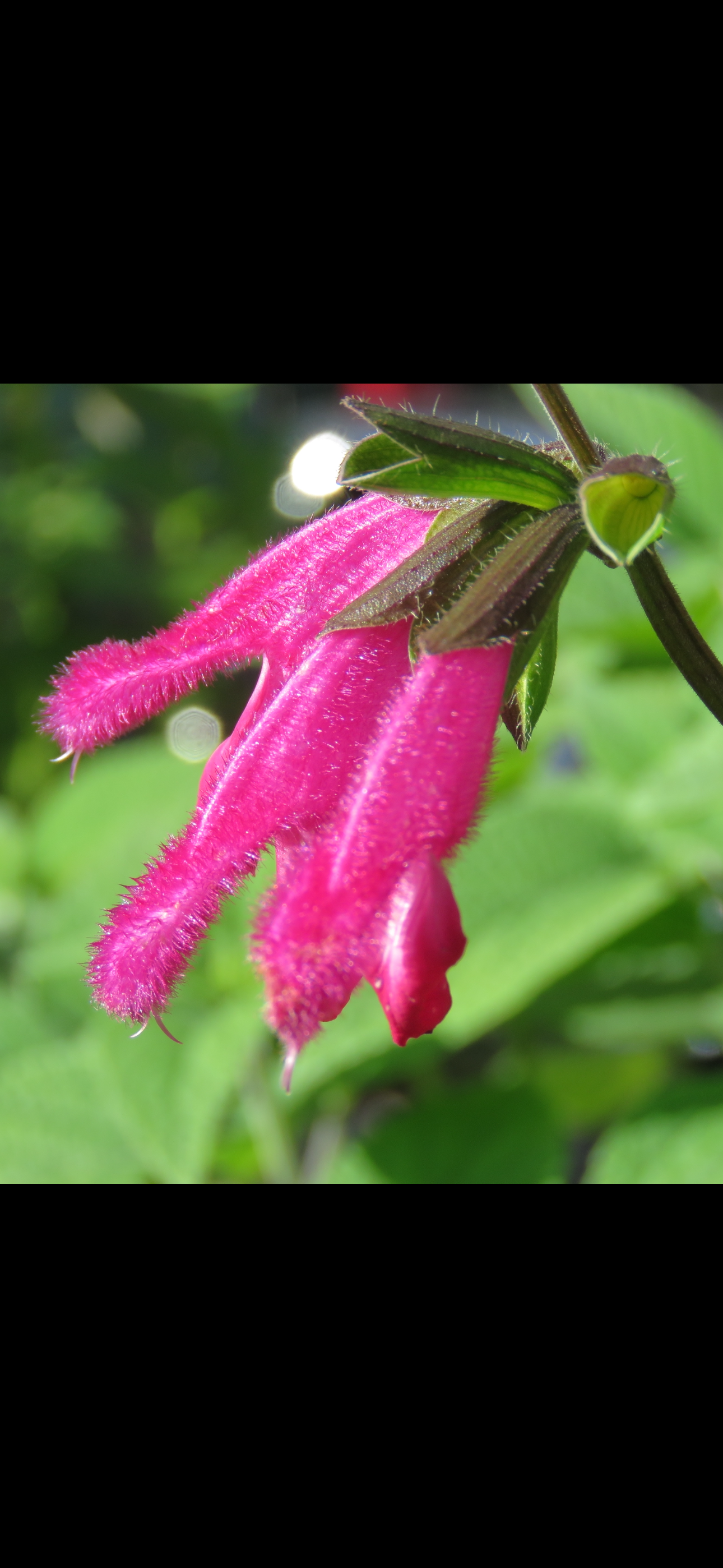 Salvia Buchananii