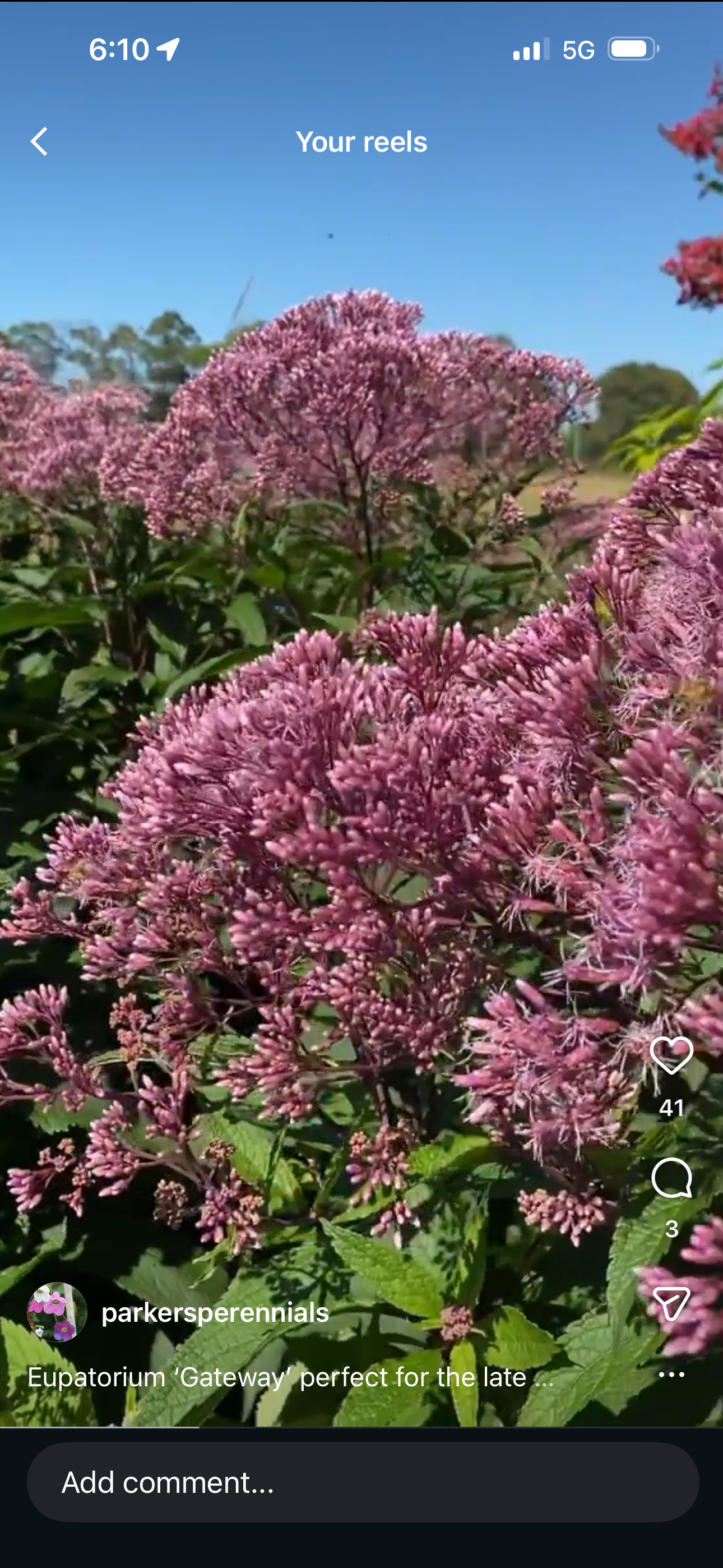 Eupatorium Maculatum Gateway