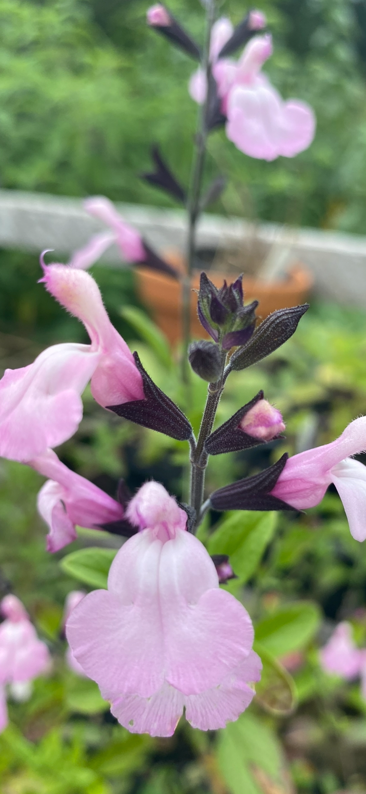 Salvia 'Fruit Tingles'