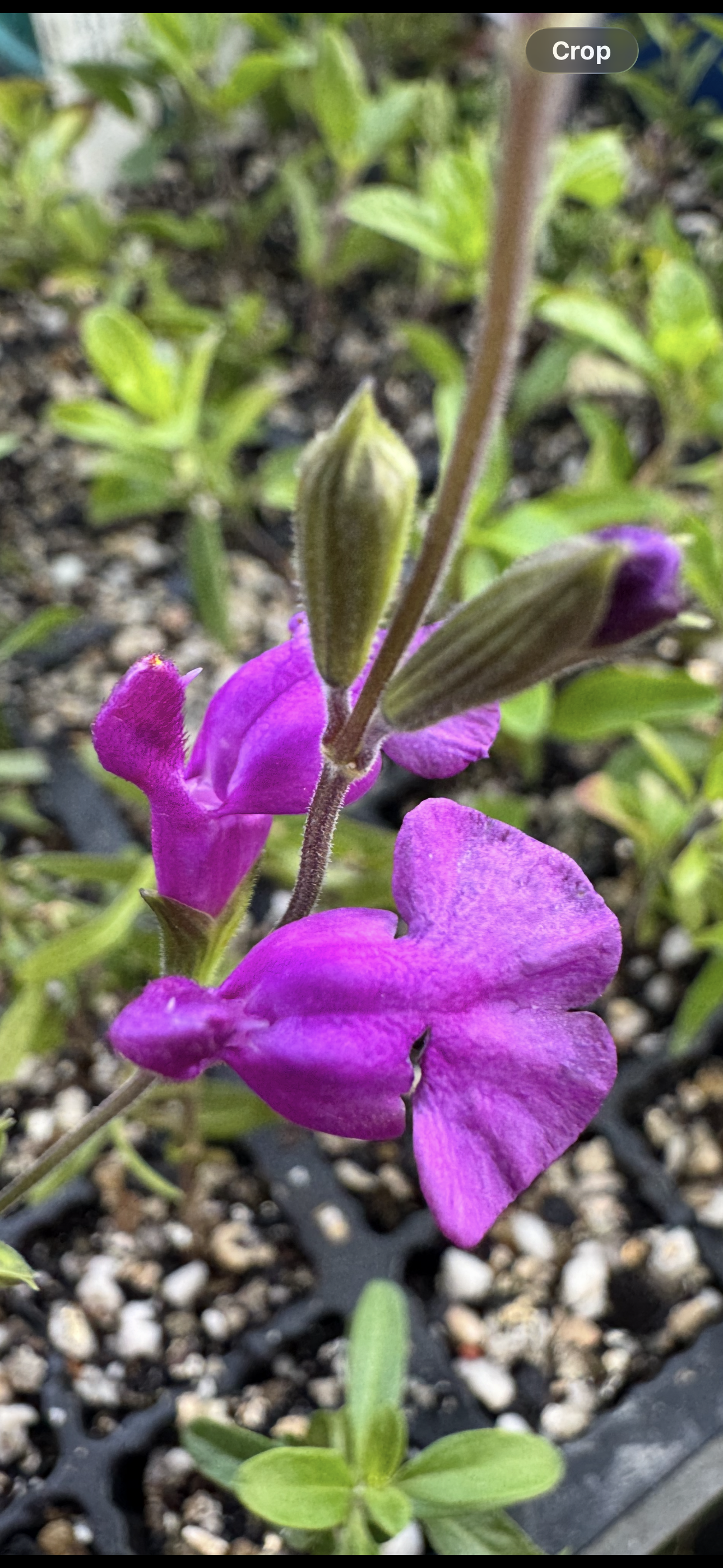 Salvia muelleri.