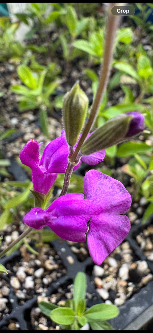 Salvia muelleri.
