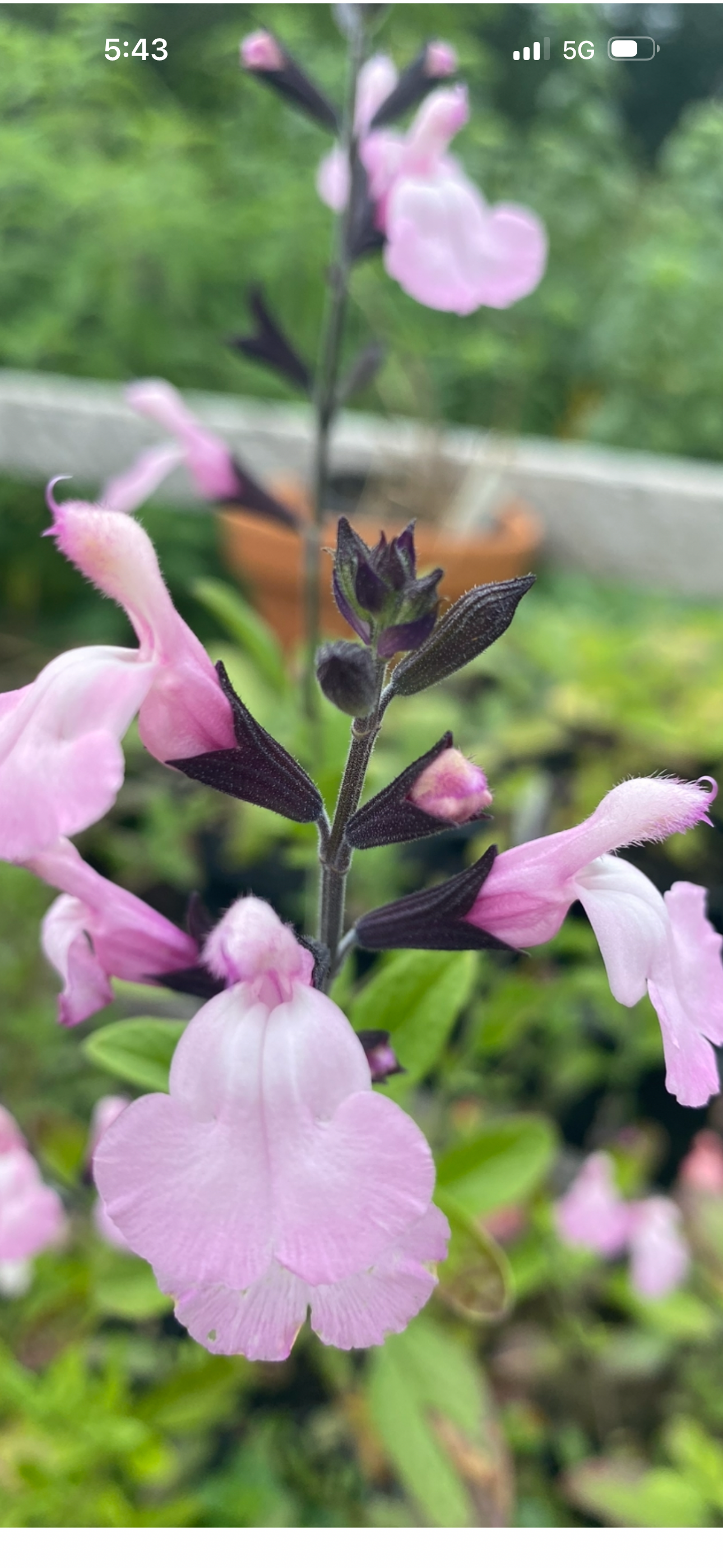 Salvia 'Fruit Tingles'