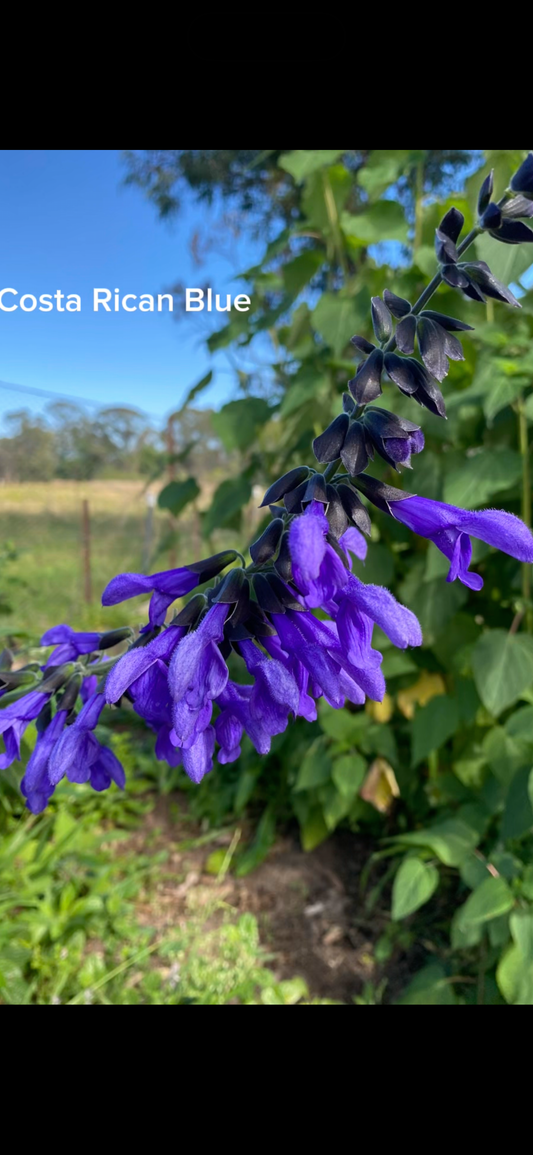 Salvia Costa Rican Blue