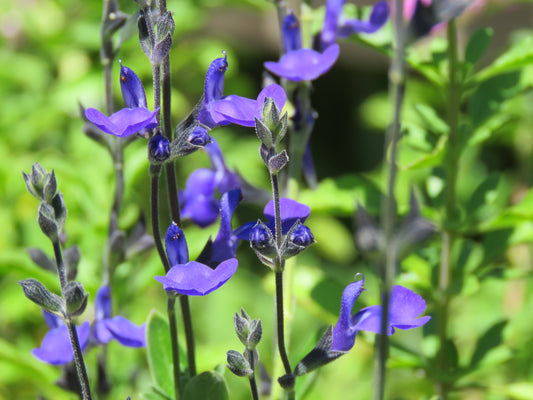 Salvia Greggii 'Blue Note'