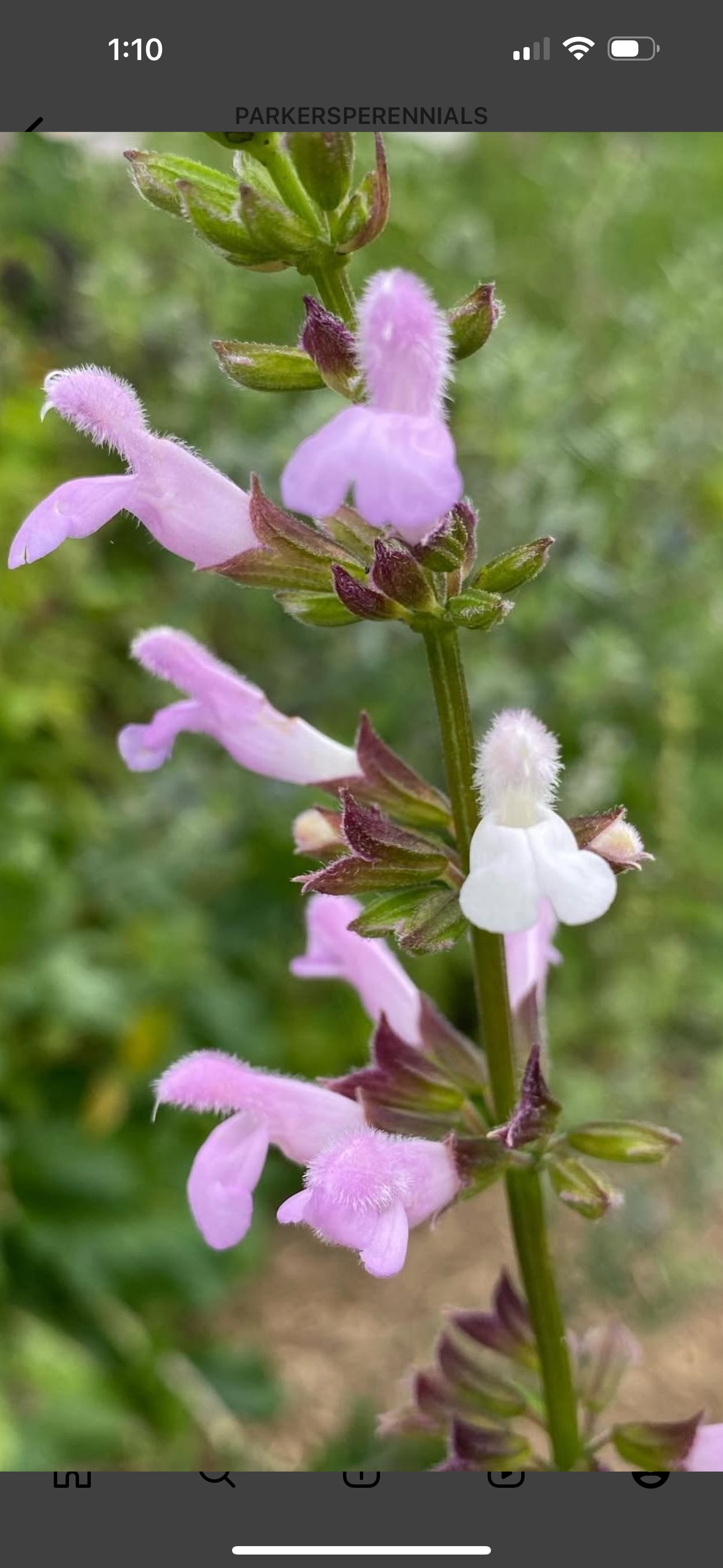 Salvia 'Karla'