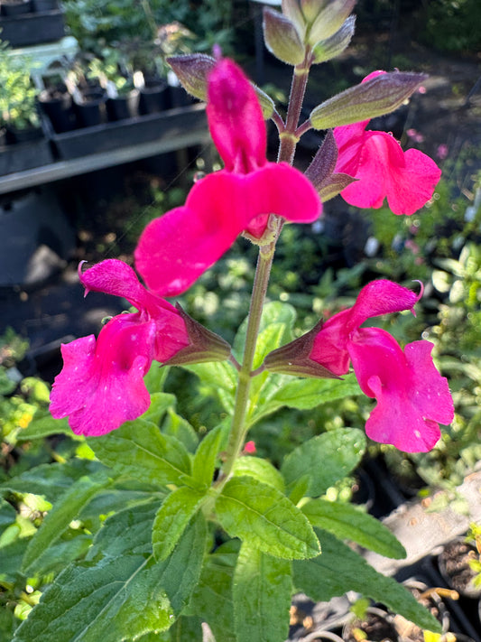 Salvia microphylla ‘Cerise Velvet’